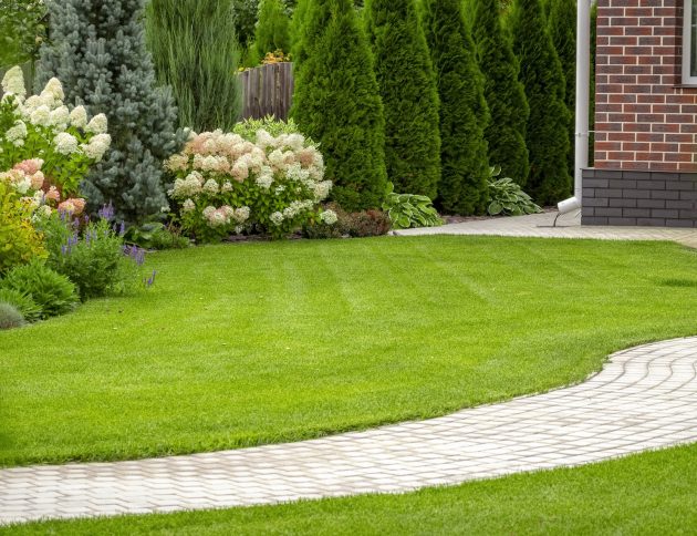 Freshly cut grass in the backyard of a private house.